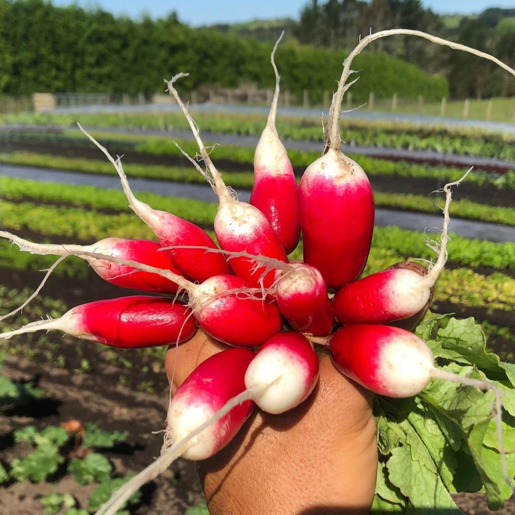 Radish